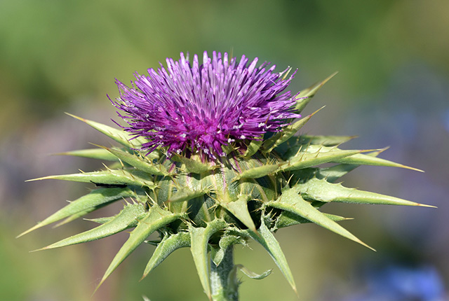 Milk thistle flower